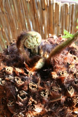 Dicksonia 1 Detail 2.JPG