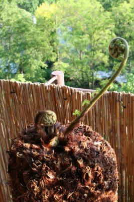 Dicksonia 1 Detail 1.JPG