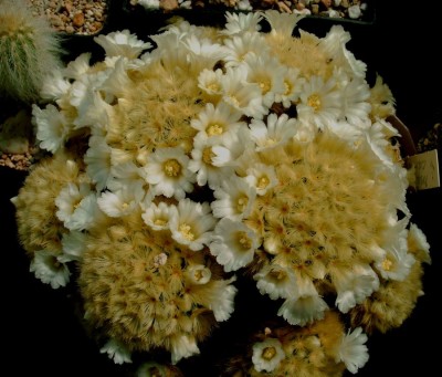 Kopie von Mammillaria carmenae, weiss, 2, 03.07.JPG