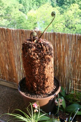 Dicksonia 1.JPG