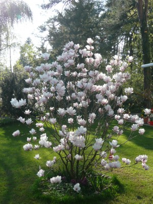 2009-04-14 016klein.jpg