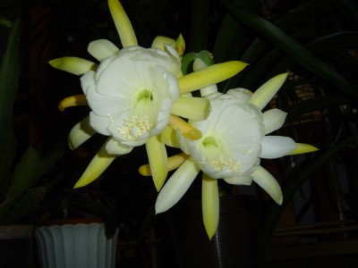 Mai 05 007a.jpg