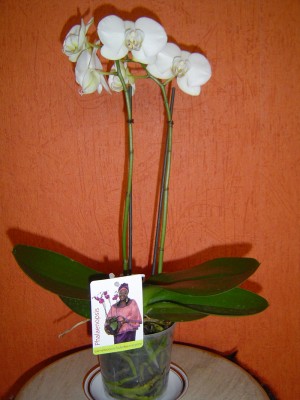 Februar2009 001a.jpg