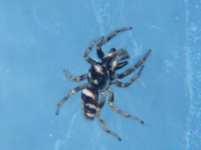 Zebra-Springspinne.JPG