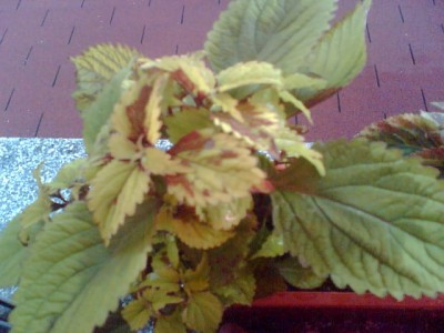 Jessy027.jpg