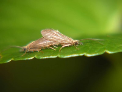 Koecherfliegen-Psychomyiidae-7.JPG