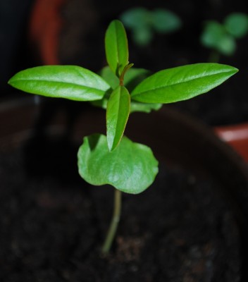 jungpflänzchen.jpg