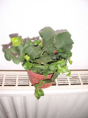 100_4556.JPG