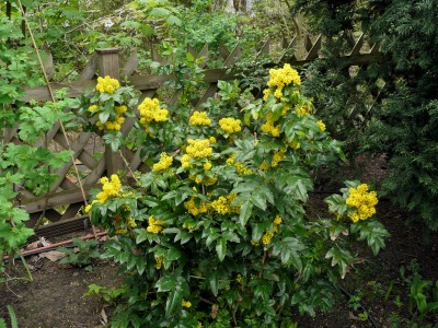 2009-04-18 041klein.jpg