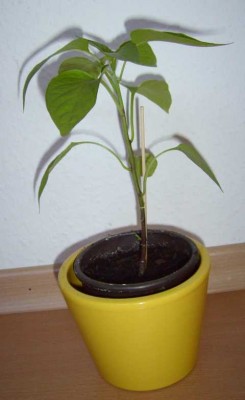 LPIC5219.JPG