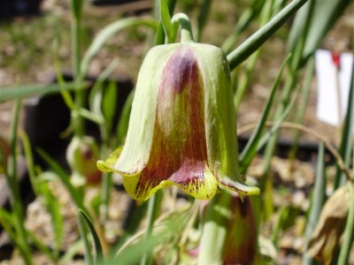 Fritillaria acmopetala.JPG