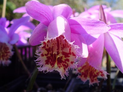 Pleione limprichtii.JPG