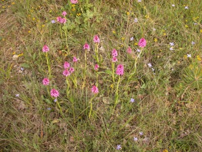 Anacamptis3.JPG