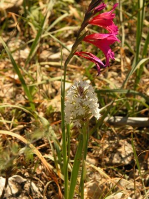 Anacamptis pyramidalis-und Gladiole.JPG
