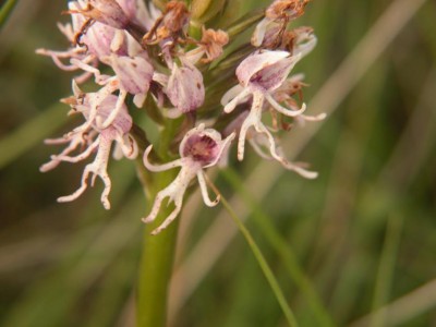 orchis-simia-fast-verblueht.JPG