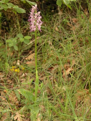 orchis-simia.JPG