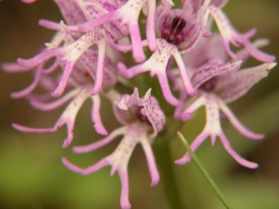 orchis-simia-1.JPG