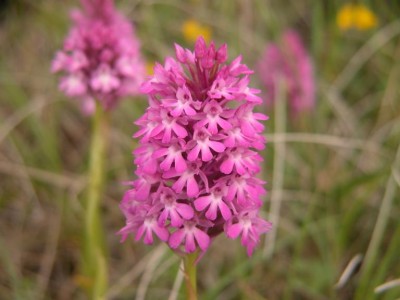 Anacamptis4.JPG