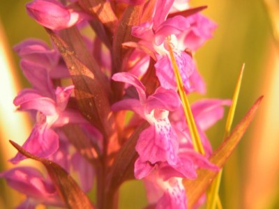 Dactylorhiza maculata-7.JPG