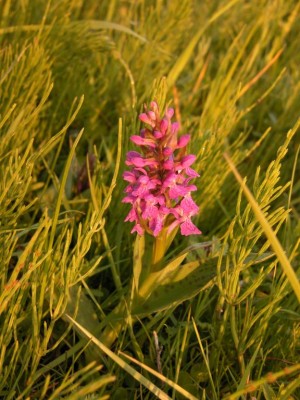 Dactylorhiza maculata-6.JPG