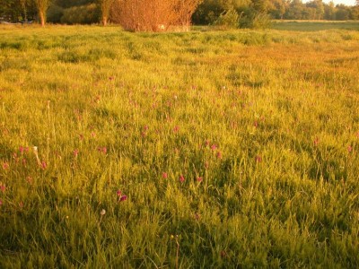 Dactylorhiza maculata-5-Kiel-Hindenburgufer.JPG