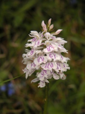 Dactylorhiza-fuchsii-6.JPG