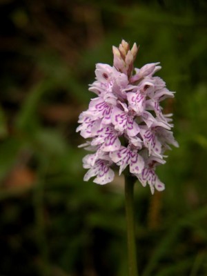 Dactylorhiza-fuchsii-5.JPG