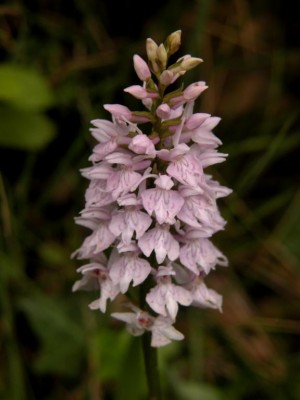 Dactylorhiza-fuchsii-1.JPG