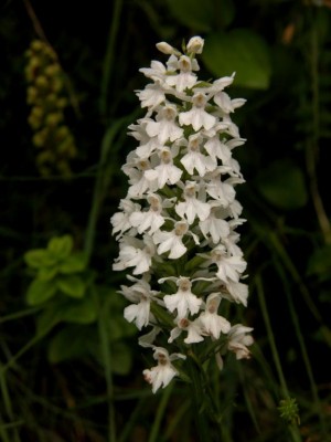 Dactylorhiza-fuchsii-2-mit-Puppenorchis.JPG