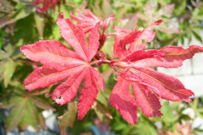 Acer palmatum 'Atropurpureum'.jpg