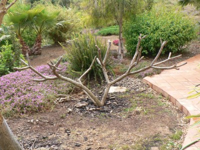 plumitrümmer 007.JPG