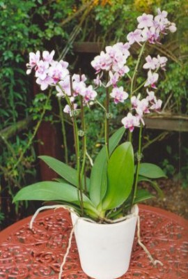 Phalaenopsis.jpg