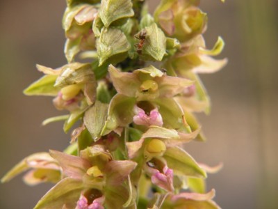 Epiractis-helleborine8.JPG