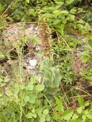 Epiractis-helleborine2.JPG