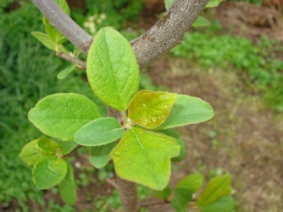 Baum 4 Blätter.jpg