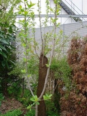 Baum 4.jpg