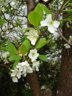 Baum 3.jpg