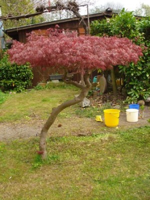Baum 2.jpg