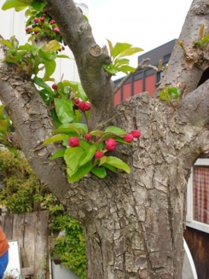 Baum 1.jpg