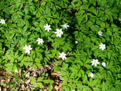im Wald2.JPG