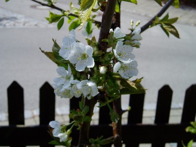 Erste Blüten der Zwergkirsche.JPG