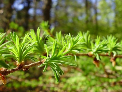 Larix.JPG