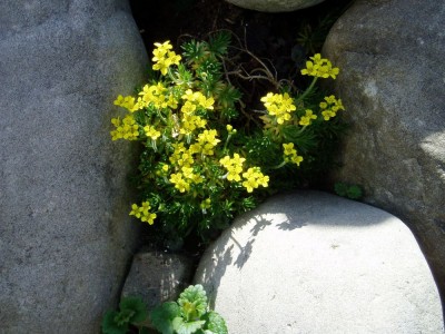 Steingartenpflänzchen.JPG