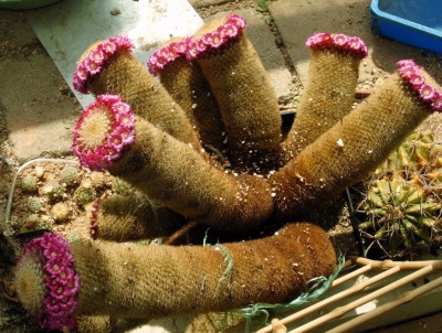 Kopie von Mammillaria pilcayensis, 05.08.JPG