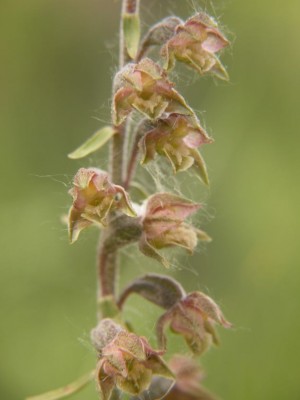 Epiractis-microphylla-1.JPG