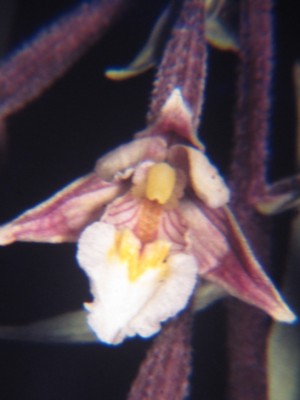 Epipactis-palustris-b.JPG
