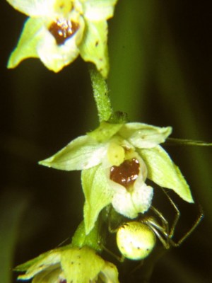 Epipactis-muelleri-mit-Kugelspinne-Enoplognatha-sp..JPG
