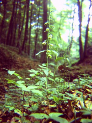Epipactis-leptochila.JPG