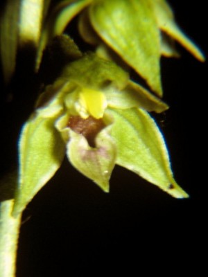 Epipactis-leptochila-2.JPG