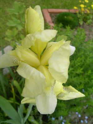iris, 001.JPG